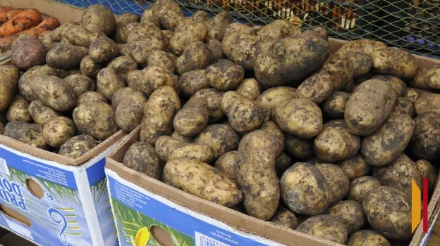 Воронежцам дали советы по хранению картофеля до весны